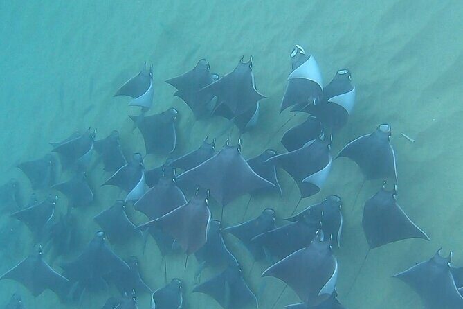 Non-Certified Diving Adventure in Cabo San Lucas - Value and Practical Details
