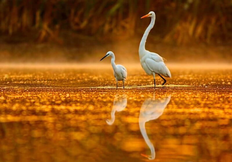 Noosa: Afternoon Cruise through the Noosa Everglades - Key Points