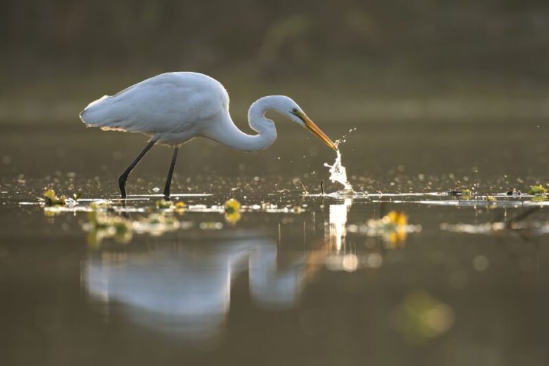 Noosa: Afternoon Cruise through the Noosa Everglades - FAQ