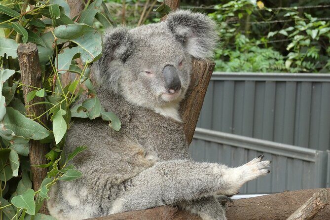 Noosa, Aussie Animals & Glass House Mountains from Brisbane - Final Thoughts