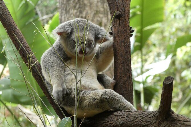 Noosa, Aussie Animals & Glass House Mountains from Brisbane - FAQ