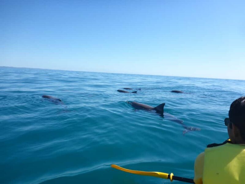 Noosa: Epic Ocean Kayak with Dolphins & 4WD Beach Adventure - Noosa: Epic Ocean Kayak with Dolphins & 4WD Beach Adventure — A Complete Review