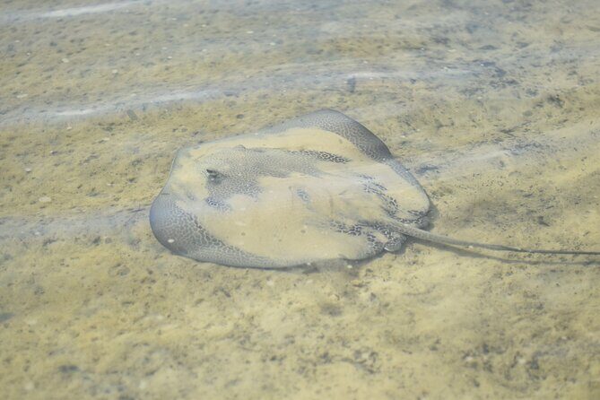 Noosa: Epic Stand Up Paddle Stingray & Mangrove Tunnel Tour - Who Should Consider This Tour?