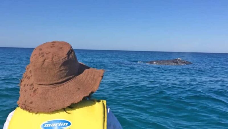 Noosa: Epic Whale Watching Ocean Kayak Tour & Beach 4X4 - Itinerary Breakdown