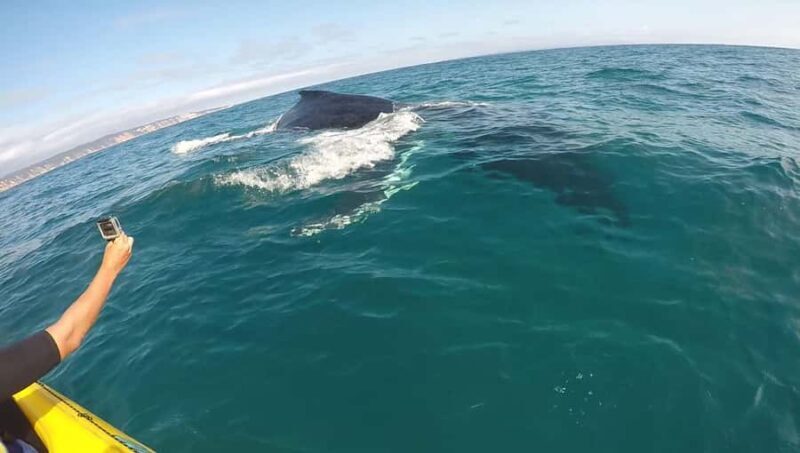 Noosa: Epic Whale Watching Ocean Kayak Tour & Beach 4X4 - The Experience Provider and Its Approach