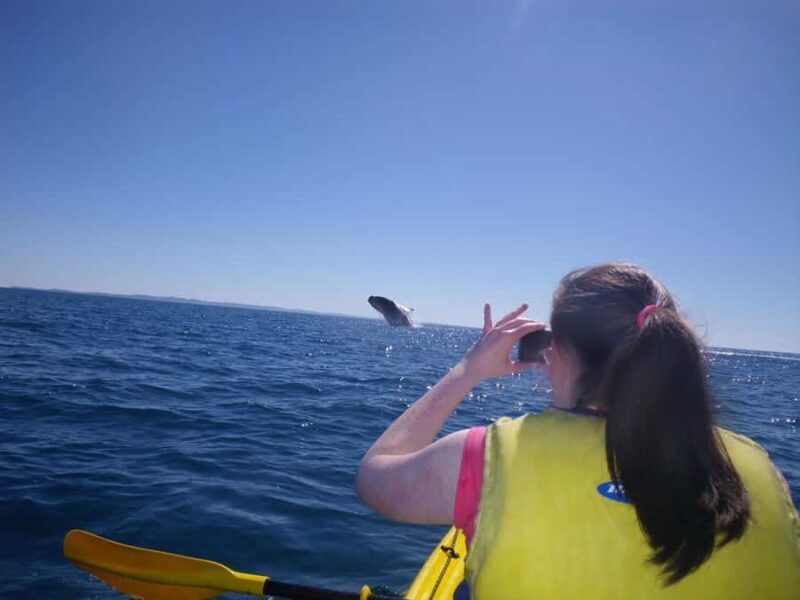 Noosa: Epic Whale Watching Ocean Kayak Tour & Beach 4X4 - Authentic Reviews and What Travelers Love
