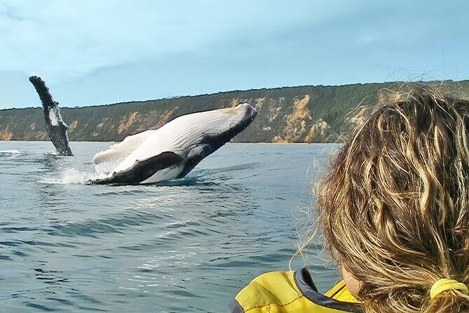 Noosa: Epic Whale Watching On Ocean Kayaks & Beach 4X4 Tour - Key Points