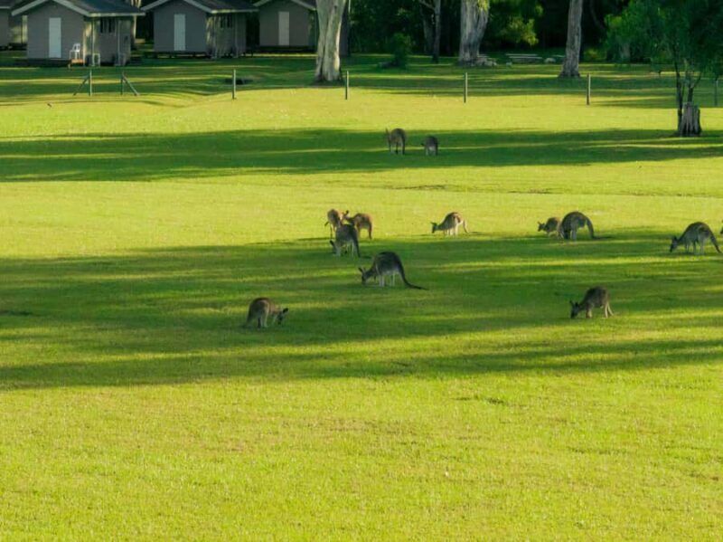 Noosa: Everglades Explorer Cruise - Reviews and Real Traveler Insights