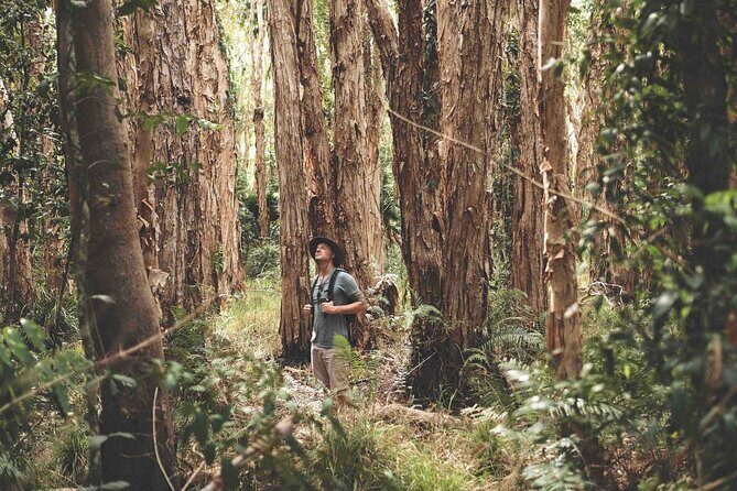 Noosa Everglades Tour with River Cruise and Hinterland Villages - FAQ