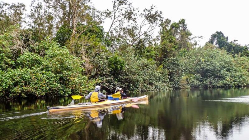 Noosa Everglades: Truly Sustainable Guided KAYAK Tour - A Full Breakdown of the Tour