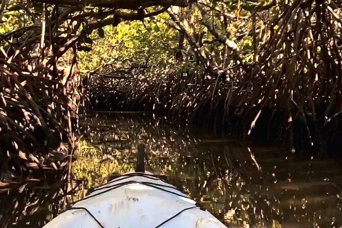 Noosa Heads: Epic Hidden Waterways & Wildlife Kayak Tour - An In-Depth Look at the Experience