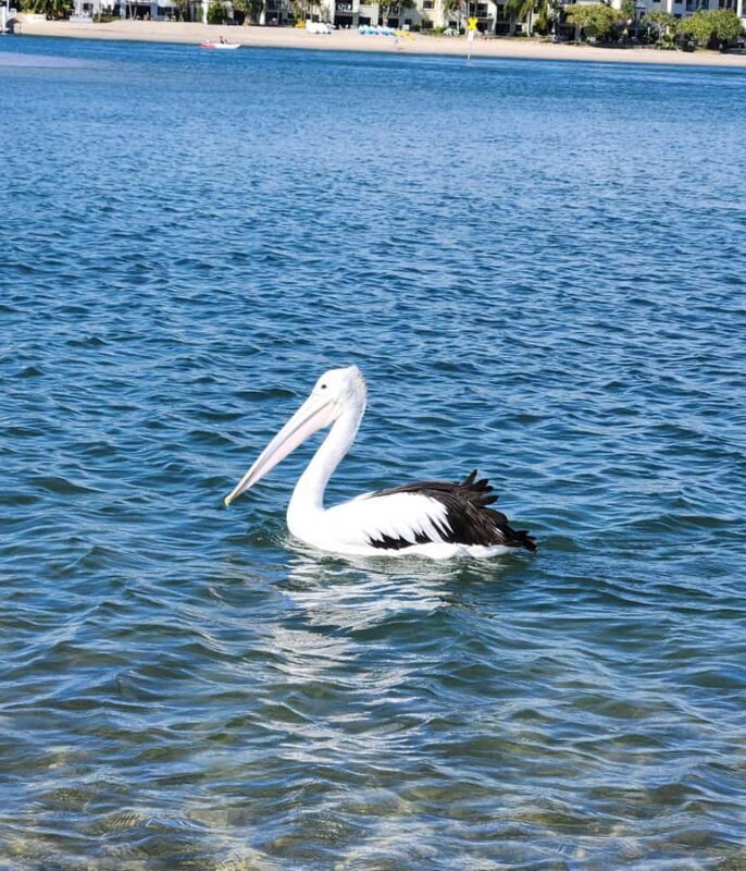 Noosa Heads: Hidden Waterways Wildlife Kayak (Fully Guided) - Practical Tips for Your Kayaking Day