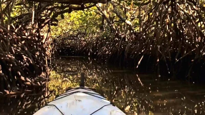 Noosa Heads: Hidden Waterways Wildlife Kayak (Self-Guided) - Authentic Feedback from Travelers