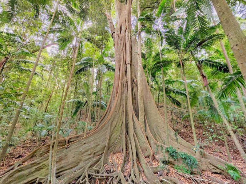 Noosa: Mary Valley Tour with Mary Valley Rattler and Lunch - Key Points