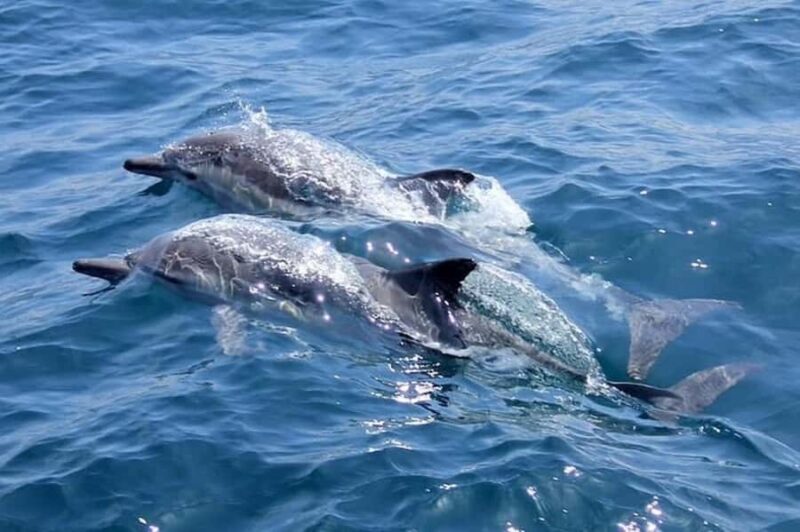 Noosa: National Park and Dolphin Watching Safari - Key Points