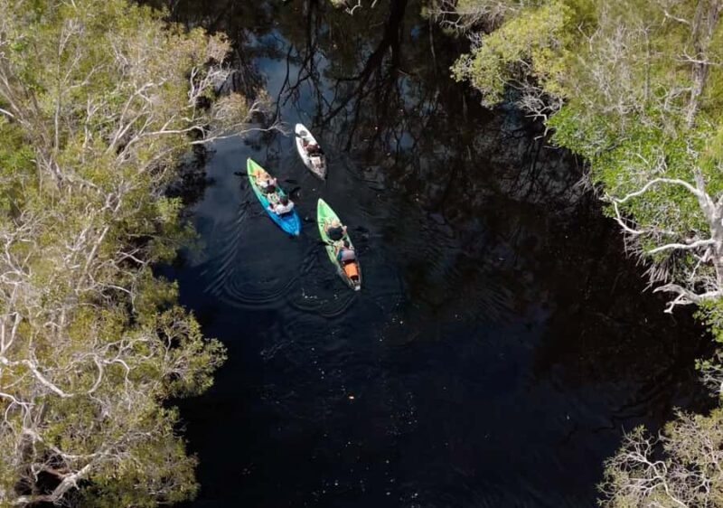 Noosa: Noosa Everglades and Stingray Sanctuary Kayak Tour - Key Points