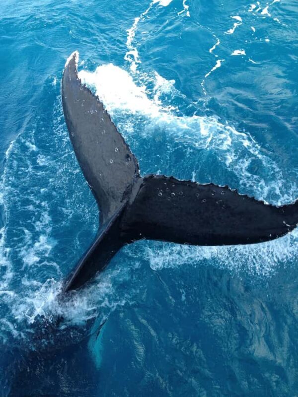 Noosa; Noosa Ocean Adventures - Whale Watching - Key Points
