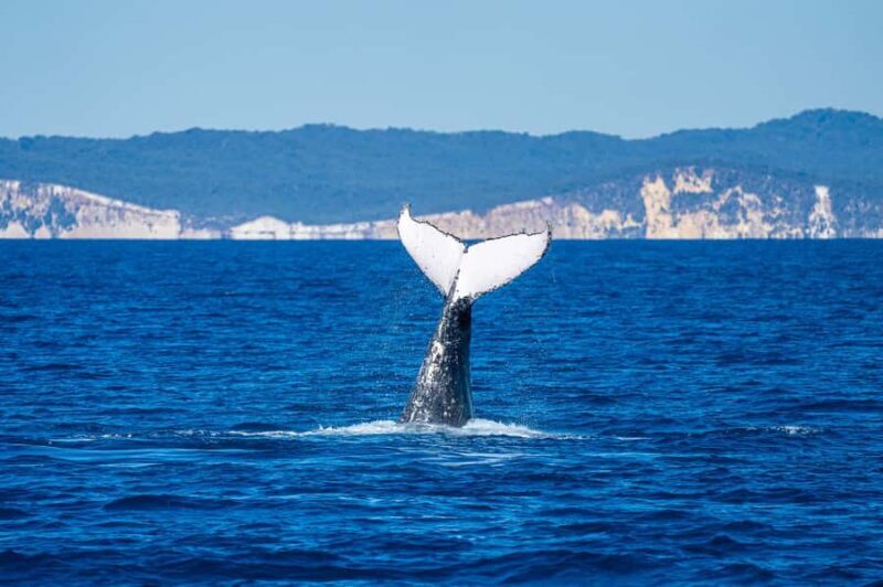 Noosa; Noosa Ocean Adventures - Whale Watching - Who Should Consider This Tour?