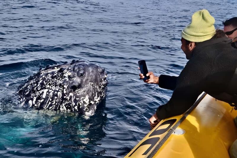 Noosa: Noosa Whale Watching Tour - Key Points