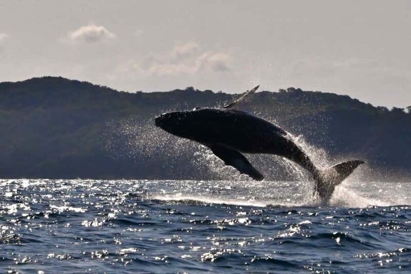 Noosa: Noosa Whale Watching Tour - An In-Depth Look at the Noosa Whale Watching Experience
