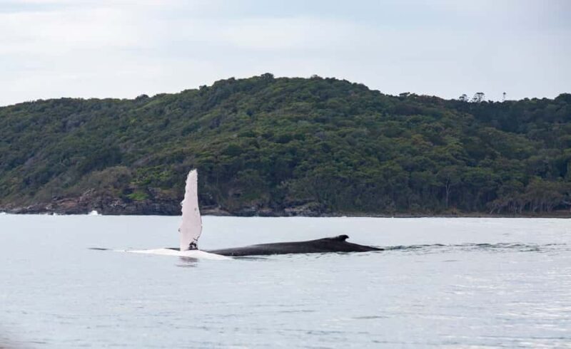 Noosa: Noosa Whale Watching Tour - The Sum Up
