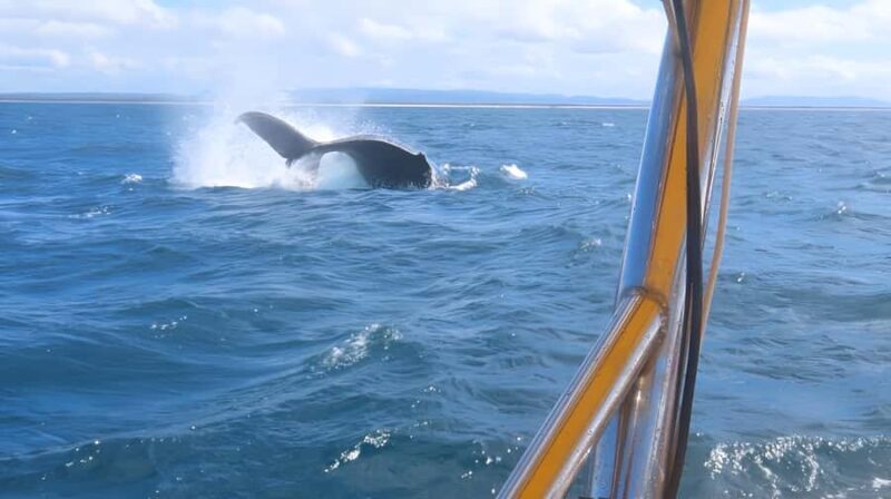 Noosa: Noosa Whale Watching Tour - FAQ