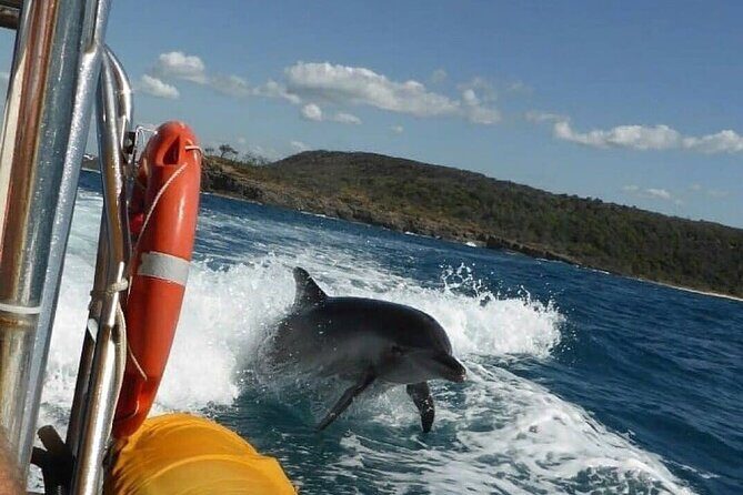 Noosa ocean adventure & Dolphin safari. - The Value of This Experience