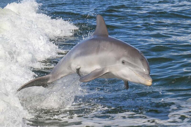 Noosa Ocean adventure & Dolphin Safari. - FAQs