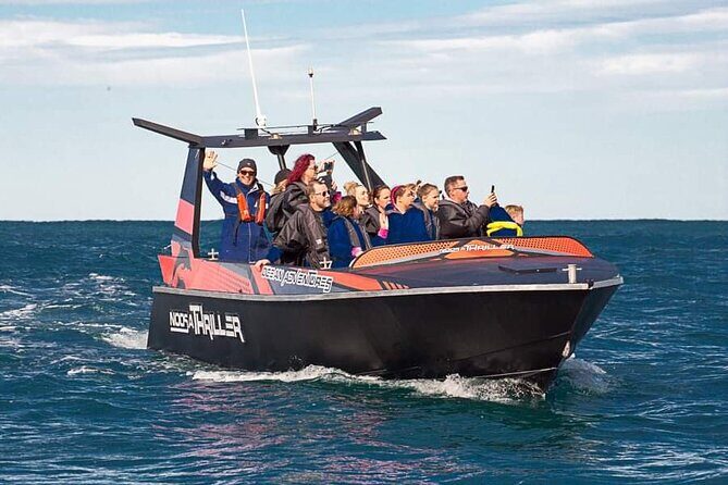 Noosa Ocean Adventures: Dolphins - Noosa Ocean Adventures: Dolphins — A Thrilling Marine Encounter