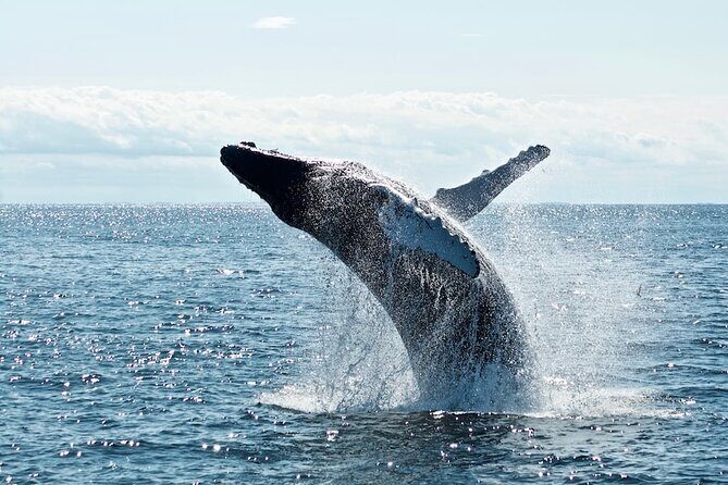 Noosa Ocean Adventures: Dolphins - FAQ