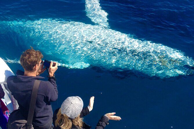 Noosa Ocean Adventures: Whale Watch - Key Points