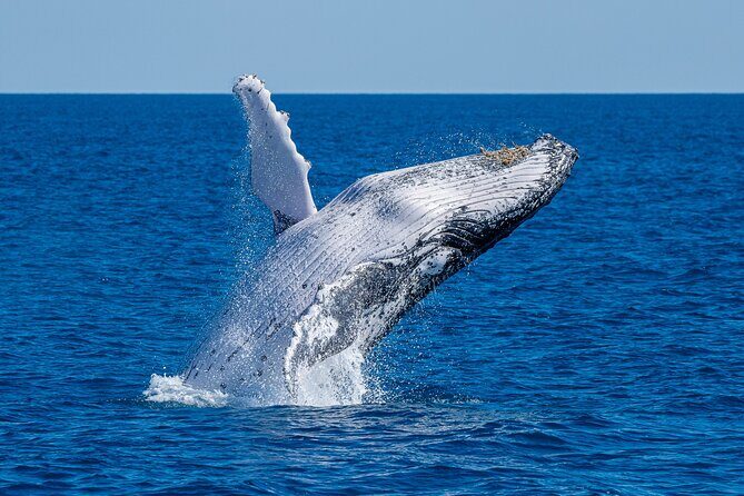 Noosa Ocean Adventures: Whale Watch - An In-Depth Look at Noosa Ocean Adventures’ Whale Watch