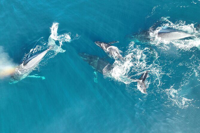 Noosa Ocean Adventures: Whale Watch - Final Words