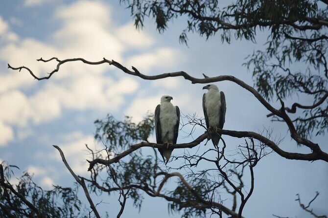 Noosa Queen Sunset Cruise River - An Overview of the Noosa Queen Sunset Cruise Experience