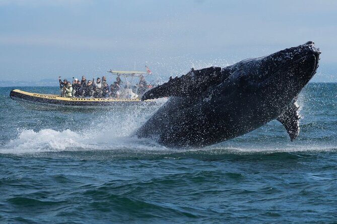 Noosa Whale Watching Cruise  Humpback Whale Adventure - An In-Depth Look at the Noosa Whale Watching Cruise