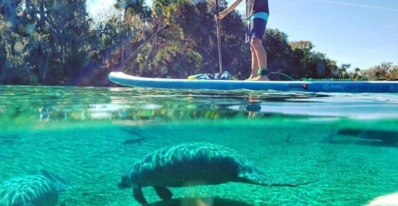 North Miami: Nature & Island Exploration on SUP/Kayak - What to Bring and Prepare