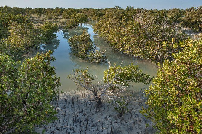 North Qatar Half-Day Tour: Al Zubarah, Purple Island & Mangroves - Purple Island (Al Khor Island)