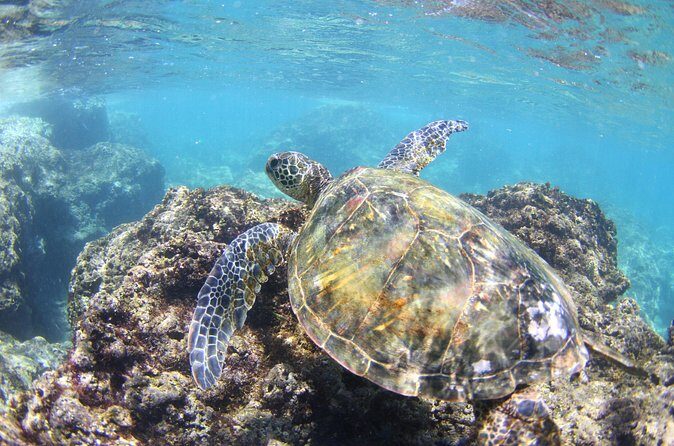 North Shore Stand-Up Paddleboard Lesson - Practical Tips for Your Paddleboarding Adventure
