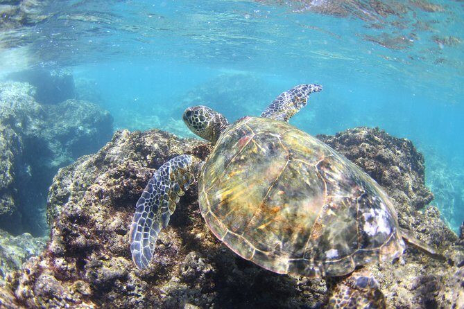 North Shore Stand-Up Paddleboard Lesson - Authentic Experiences and Genuine Praise