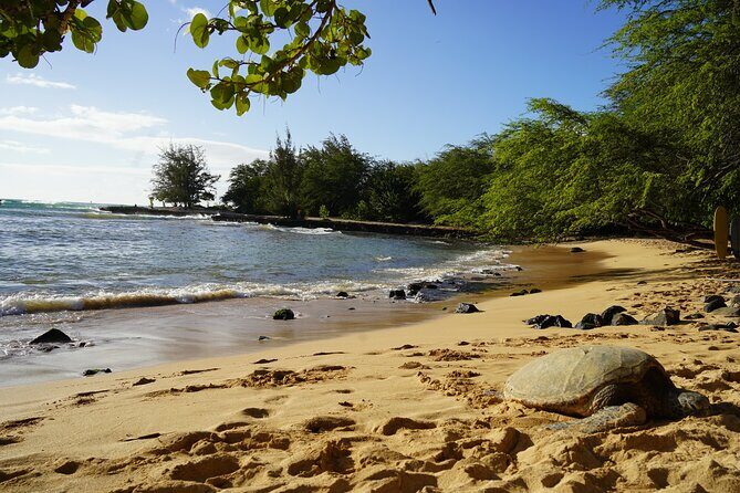 North Shore Surfing Lessons Oahu Hawaii - Who Should Consider This Tour?