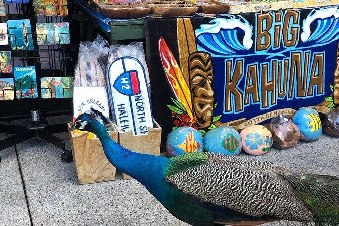 North Shore / Waimea, Falls Day & Swim with Turtles - FAQ