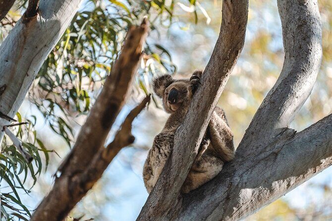 North Stradbroke Island Day Tour from Brisbane  Small Group - Key Points