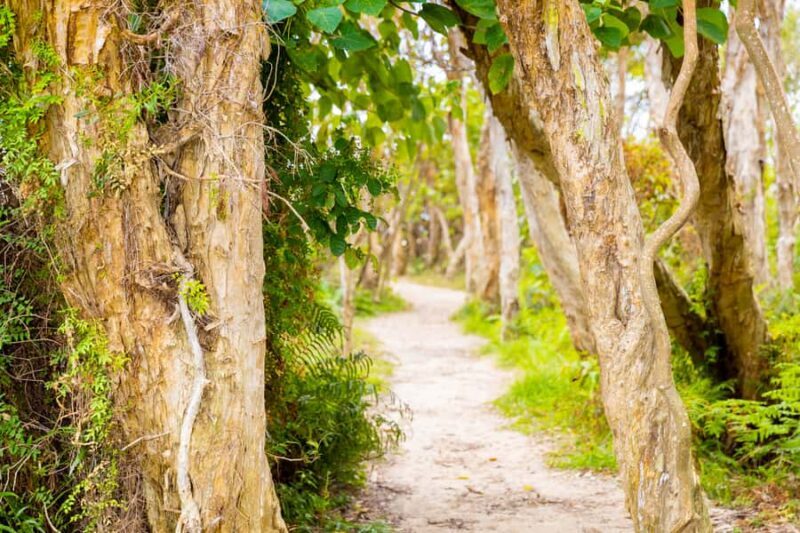 North Stradbroke Island: Minjerribah Cultural Driving Tour - What to Expect: Practical Details & Tips