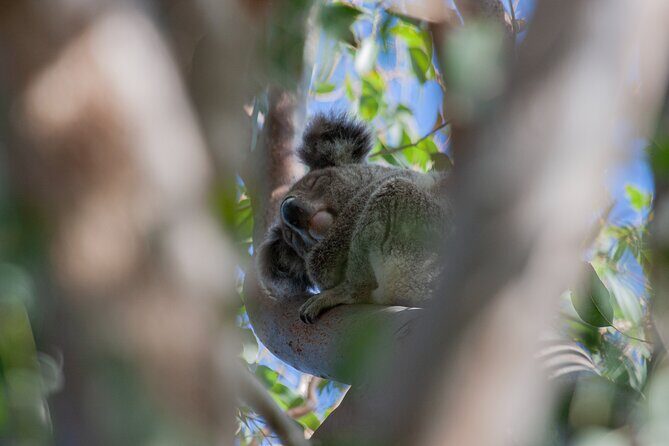 North Stradbroke Island Private Tour with Pickup - Frequently Asked Questions
