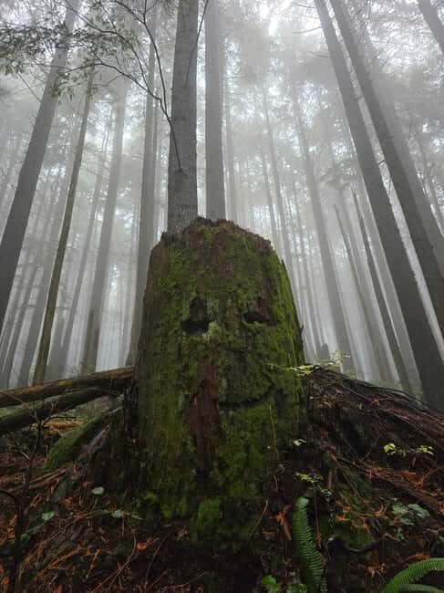 North Vancouver: Guided Forest Therapy & Forest Bathing Walk - Key Points