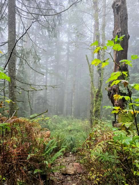 North Vancouver: Guided Forest Therapy & Forest Bathing Walk - What to Expect from Your Forest Bathing Walk