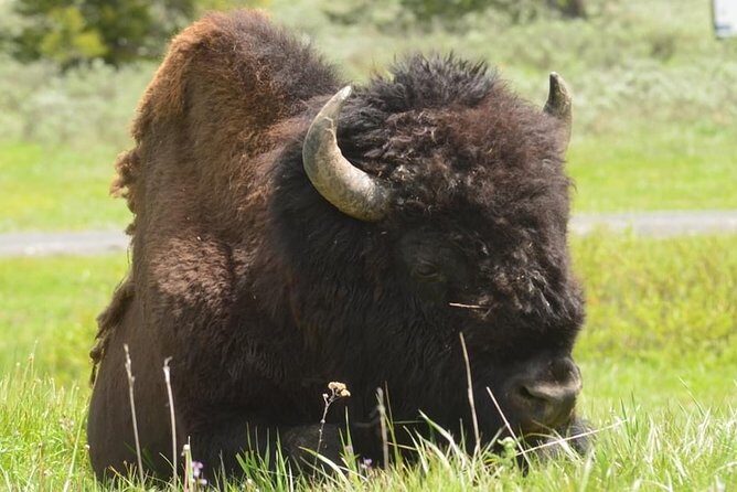 North Yellowstone Day Tour (Lamar Valley) Private Day Tour - FAQs