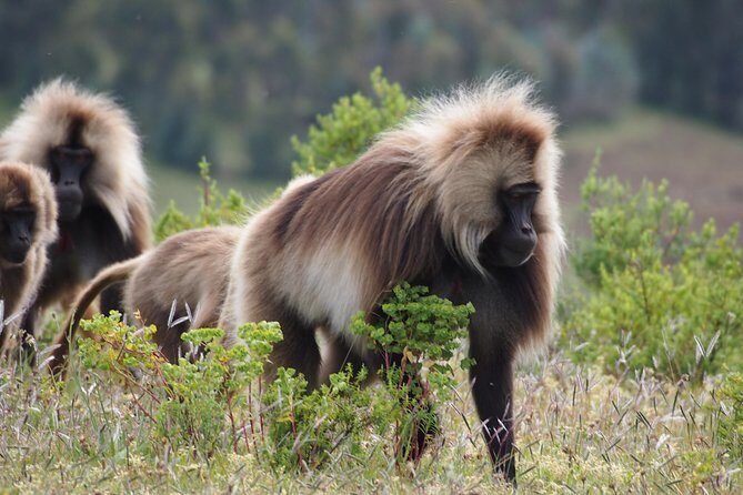 Northern Ethiopia Historic Route - Authentic Experiences and Natural Beauty