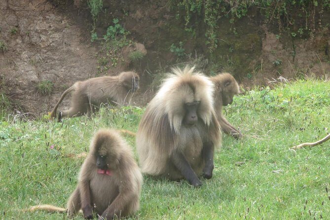 Northern Ethiopia & Trekking Simien Mountains , 10 Days - Summary of Reviews