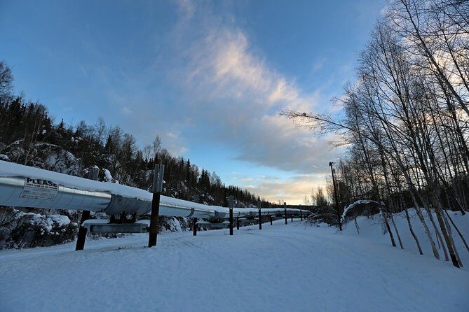 Northern Lights and Arctic Circle Trip from Fairbanks - Authentic Experiences & Real Feedback
